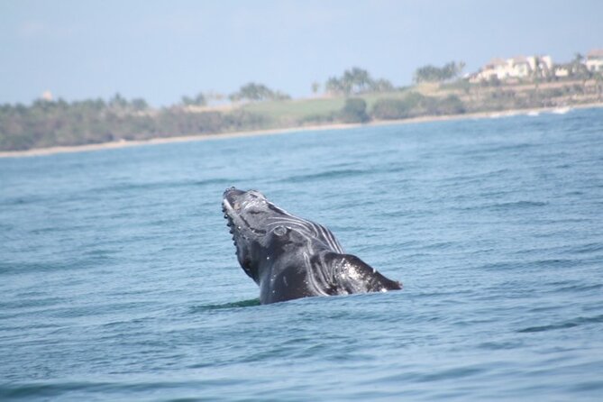 Whale Watching and Snorkeling in Marietas Islands National Park - Location and Meeting Point