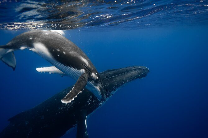 Whale watching and snorkelling in Moorea - Key Points from the Whale Watching and Snorkelling Tour in Moorea