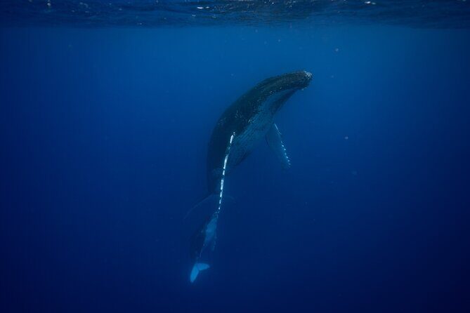 Whale watching and snorkelling in Moorea - An Honest Look at What to Expect