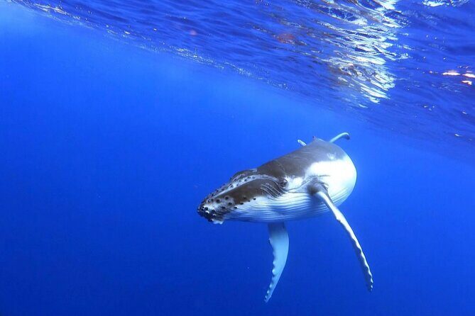 Whale watching and snorkelling in Moorea - Final Word