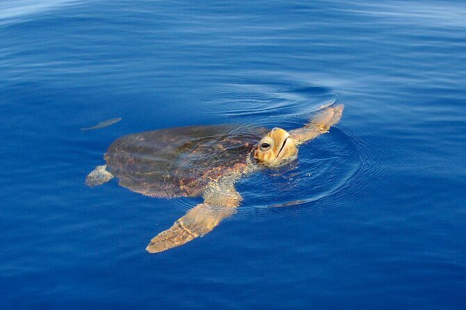 Whale watching and snorkelling in the whale sanctuary - A Closer Look at Tenerife’s Whale Sanctuary Tour