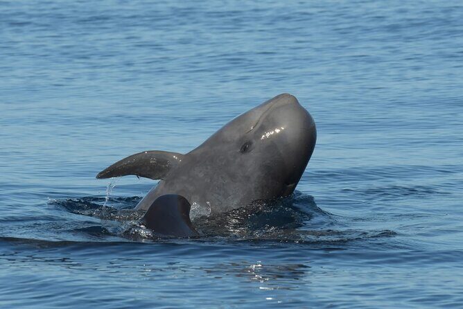 Whale watching and snorkelling in the whale sanctuary - The Itinerary: What to Expect from Start to Finish