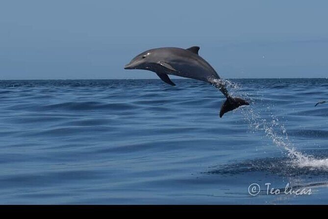 Whale watching and snorkelling in the whale sanctuary - FAQs