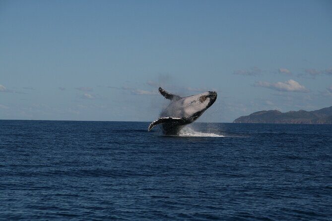 Whale Watching and Wildlife Cruise Townsville and Magnetic Island - Key Points