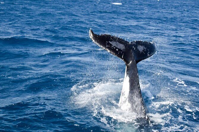 Whale Watching and Wildlife Cruise Townsville and Magnetic Island - Why This Tour Offers Good Value