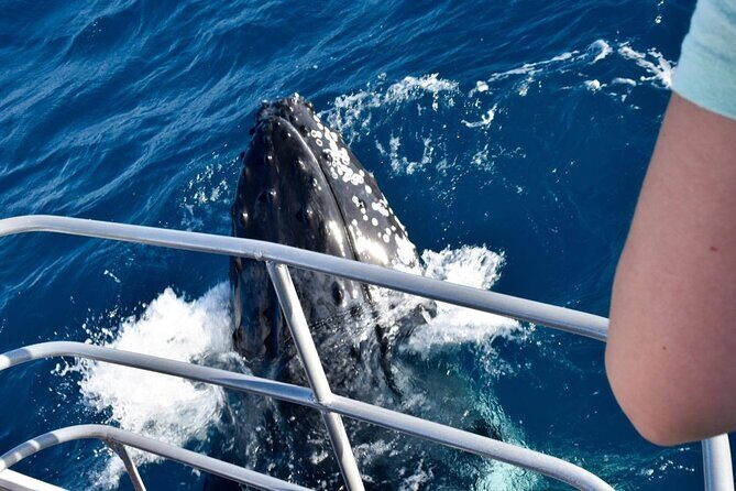 Whale Watching and Wildlife Cruise Townsville and Magnetic Island - The Practical Side: Booking, Group Size, and Considerations
