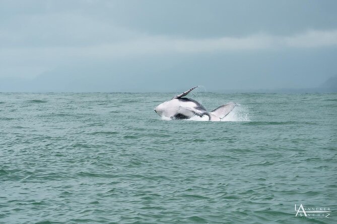 Whale Watching at the Marino Ballena National Park - Customer Experiences and Feedback