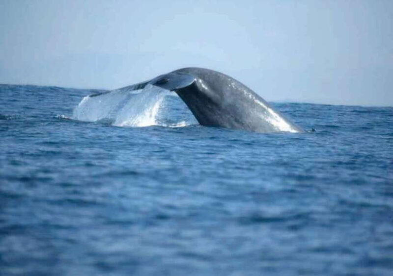 Whale Watching Boat Tour from Galle - Whale Watching Boat Tour from Galle: A Practical and Authentic Marine Adventure