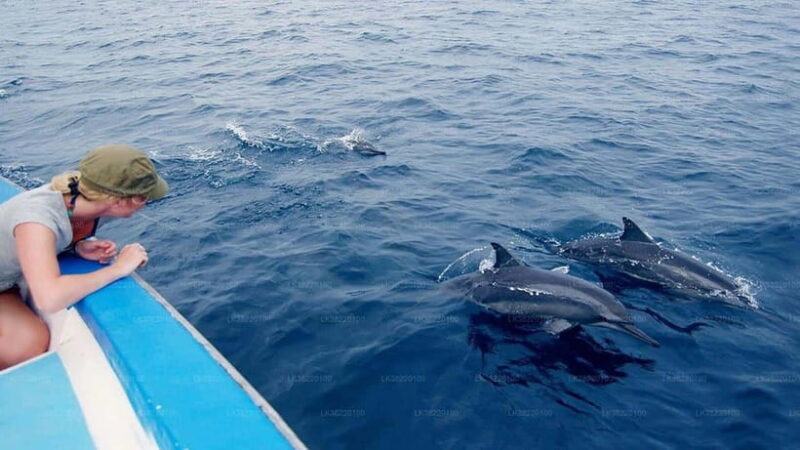 Whale Watching Boat Tour from Galle - Key Points