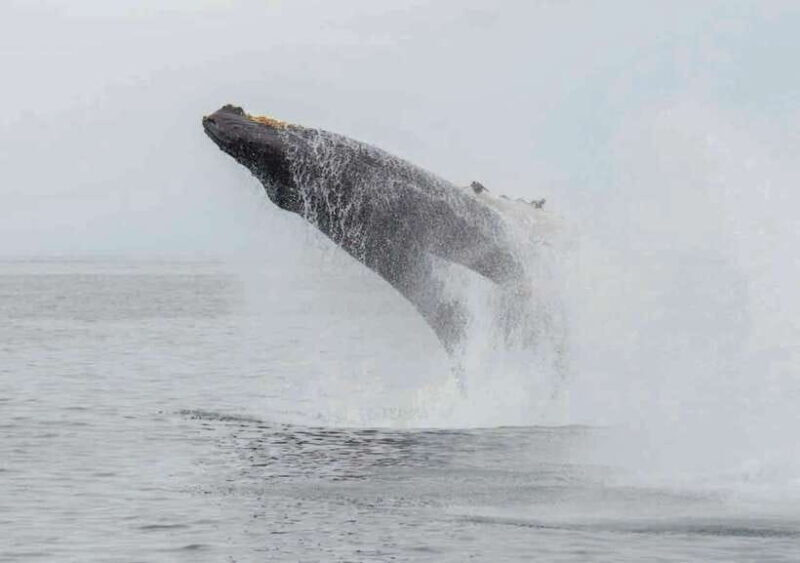 Whale Watching Boat Tour from Galle - Practical Tips for Your Whale Watching Trip
