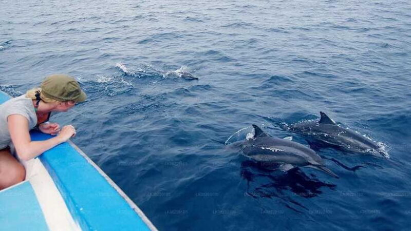 Whale Watching Boat Tour from Galle - What Reviewers Say