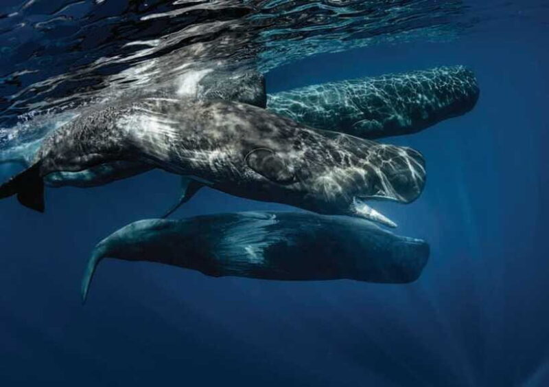 Whale Watching Boat Tour from Galle - The Sum Up: Who Should Consider This Tour?