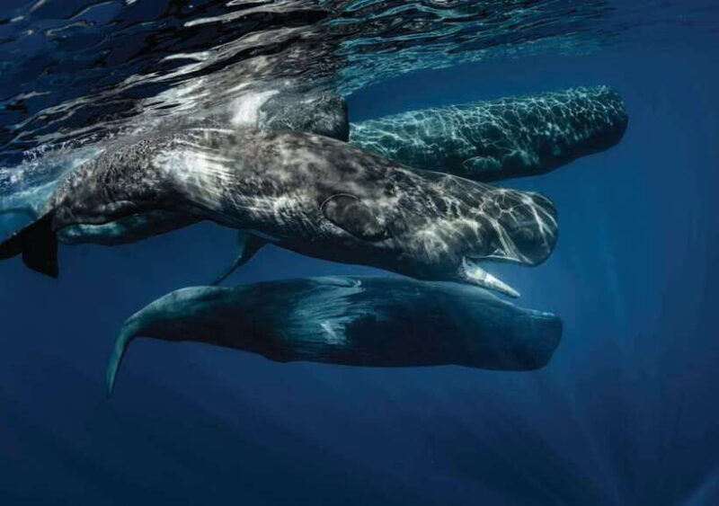 Whale Watching Boat Tour from Hikkaduwa - An In-Depth Look at the Whale Watching Experience