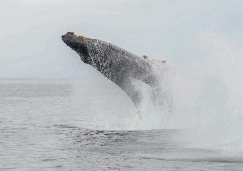 Whale Watching Boat Tour from Hikkaduwa - FAQ