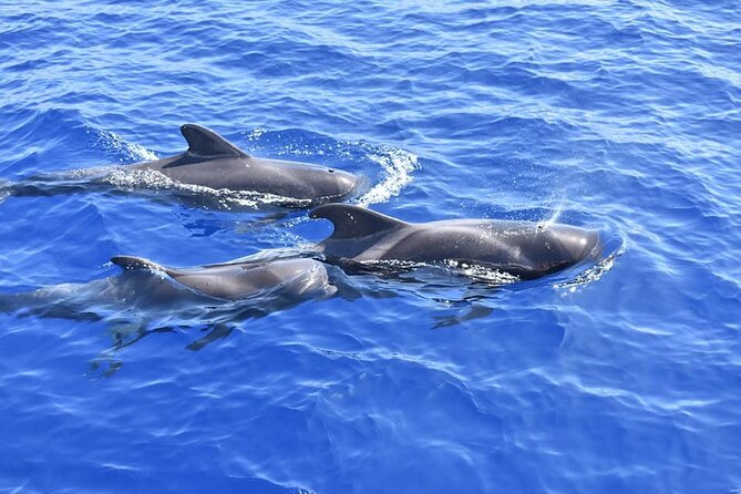Whale Watching Catamaran in Costa Adeje (Including Drinks & Sandwich) - Booking Confirmation Process