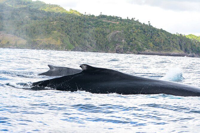 Whale watching + cay raised from Punta Cana - The Itinerary in Depth