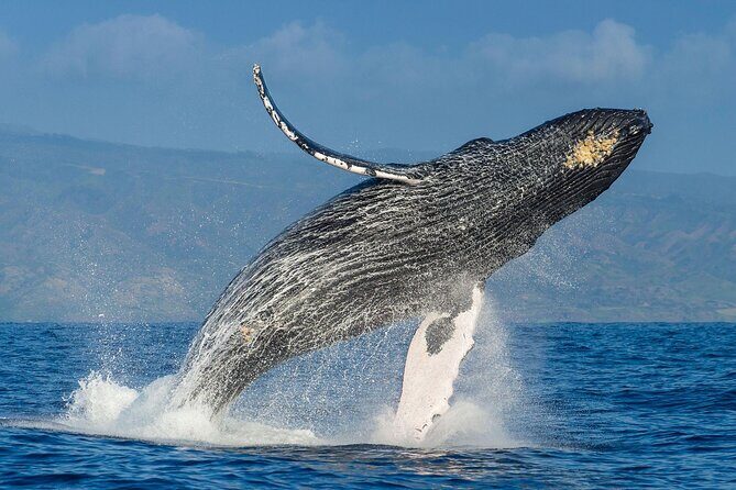 Whale watching + cay raised from Punta Cana - Pricing & Value