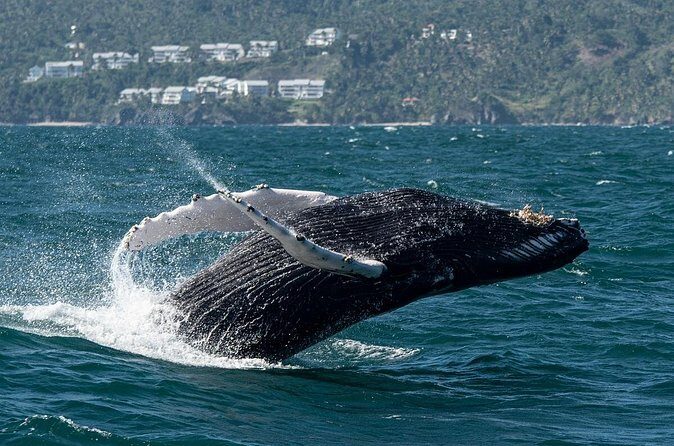 Whale Watching, Cayo Levantado and Limón Waterfall in Samaná - Frequently Asked Questions