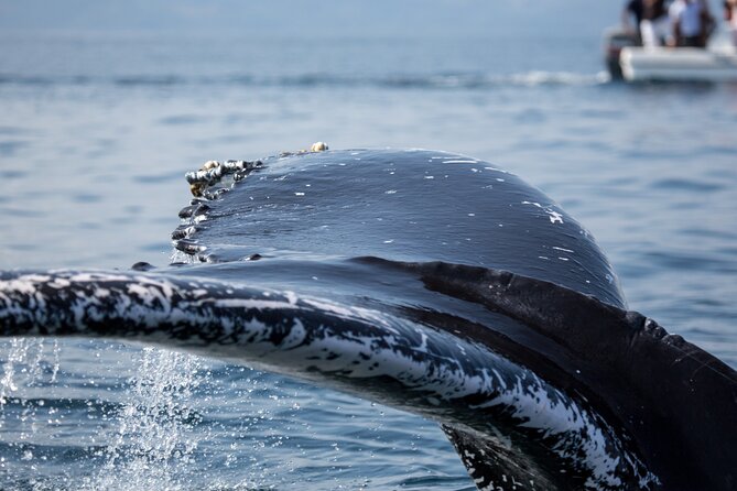 Whale Watching, Cayo Levantado and Limón Waterfall in Samaná - Whats Included in the Tour