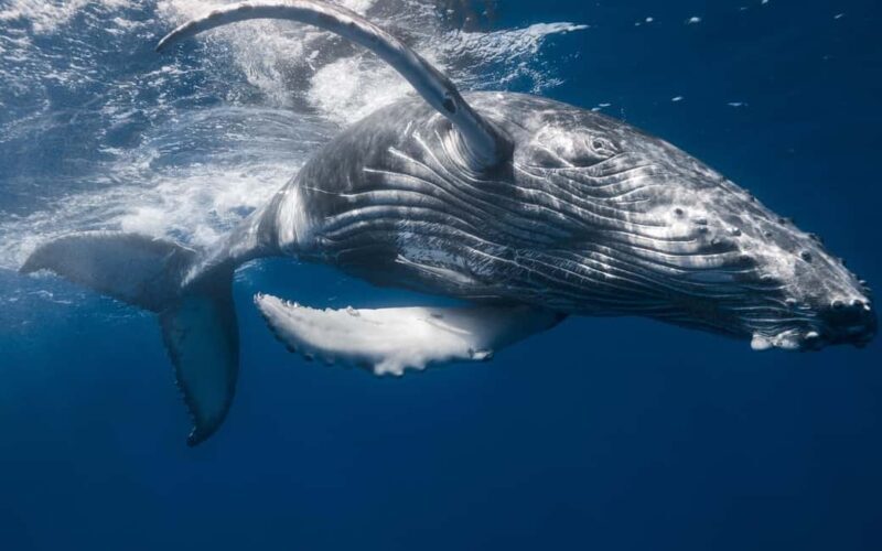 Whale Watching + Cayo Levantado - Who Will Love This Tour?