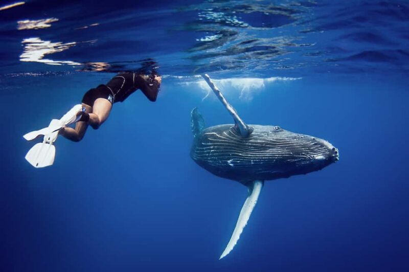 Whale Watching + Cayo Levantado - FAQs