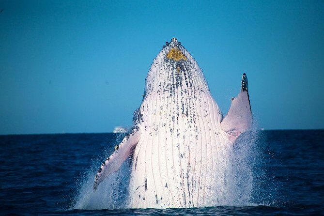 Whale Watching Cruise from Mooloolaba - Key Points