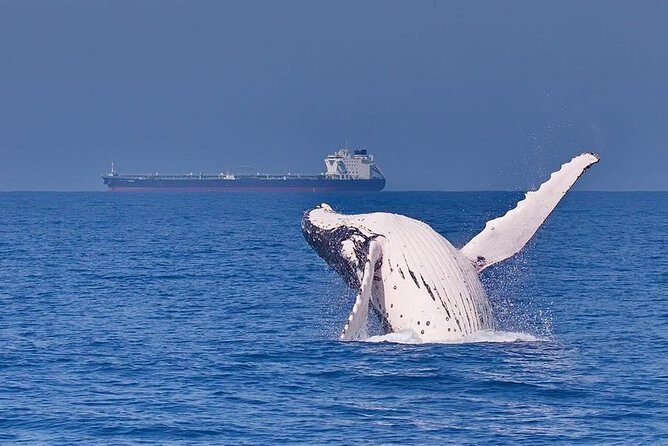Whale Watching Cruise from Mooloolaba - Who Will Love This Tour?