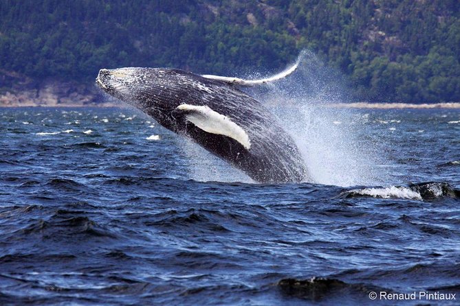Whale Watching Cruise From Tadoussac or Baie-Ste-Catherine - Boat and Zodiac Options Explained