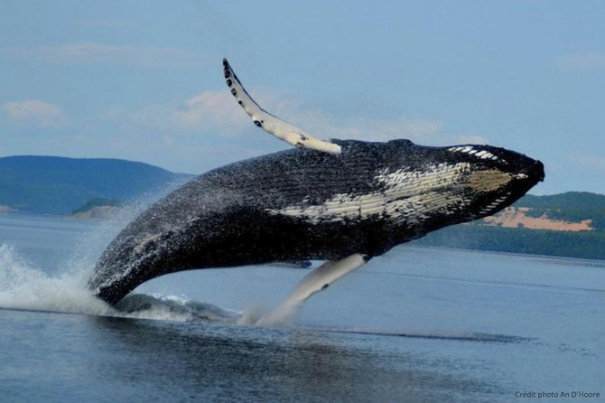 Whale Watching Cruise From Tadoussac or Baie-Ste-Catherine - Accessibility and Recommended Travelers