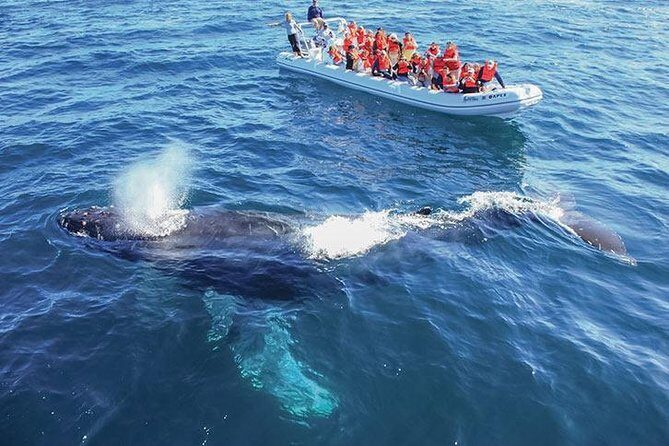 Whale Watching Cruise in Cabos San Lucas and Ground Transportation - Key Points