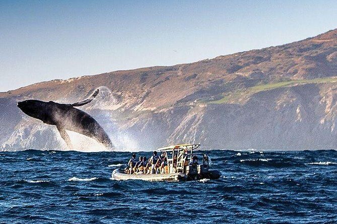 Whale Watching Cruise in Cabos San Lucas and Ground Transportation - An Overview of the Tour