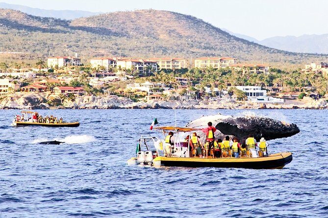 Whale Watching Cruise in Cabos San Lucas and Ground Transportation - The Reality of Reviews: What Travelers Say