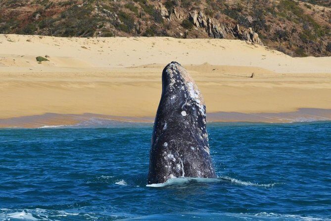 Whale Watching Cruise in Cabos San Lucas and Ground Transportation - Who Will Enjoy This Tour?