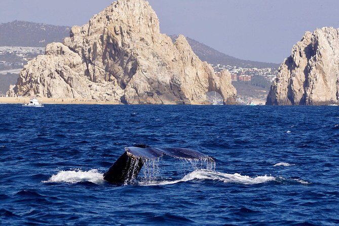 Whale Watching Cruise in Cabos San Lucas and Ground Transportation - Final Thoughts: Is It Worth It?