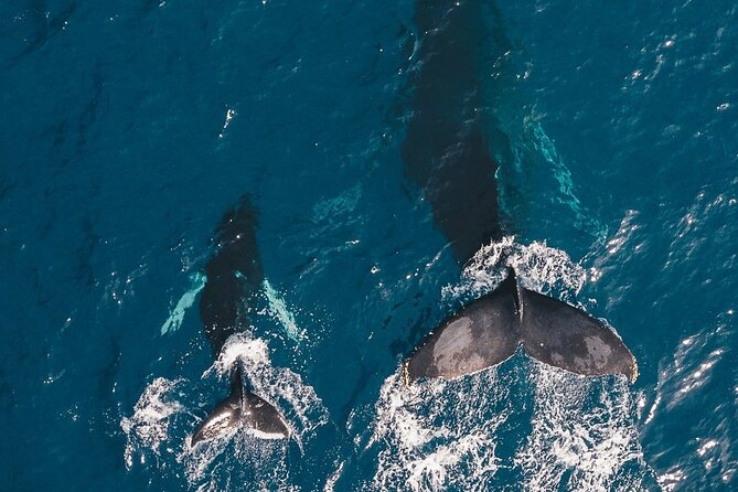 Whale Watching Cruise in Honolulu - Sailing From Kewalo Basin Harbor
