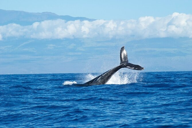 Whale Watching Cruise in Honolulu - Opportunities to Witness Whale Behavior