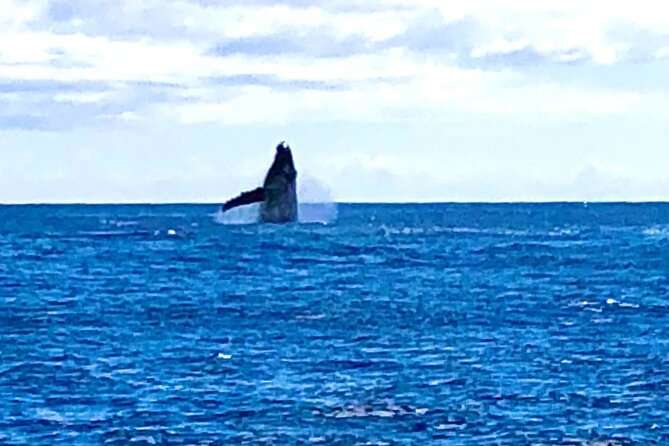 Whale Watching Cruise in Honolulu - Pre-boarding and Departure Information