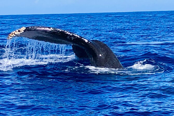 Whale Watching Cruise in Honolulu - Cancellation and Confirmation Policy