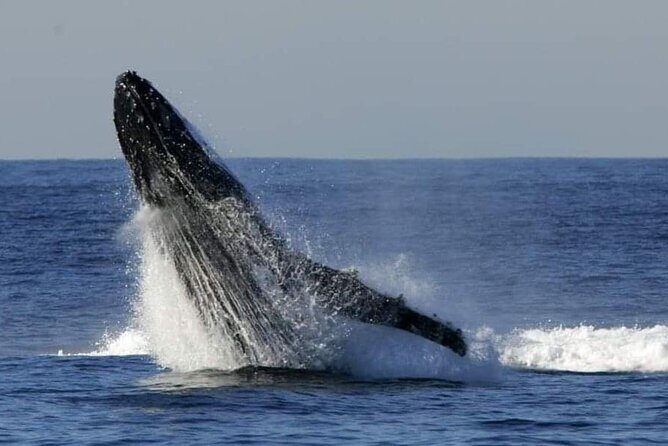 Whale Watching Cruise in New South Wales - What You Can Expect from the Whale Watching Cruise