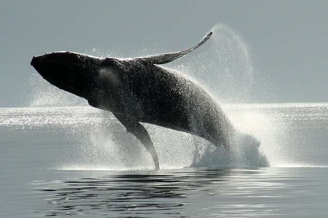 Whale Watching Cruise With Expert Naturalists - Customer Reviews and Feedback