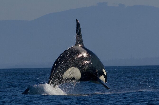 Whale Watching Cruise With Expert Naturalists - Cancellation Policy Explained