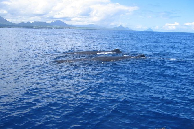 Whale Watching - Good To Know