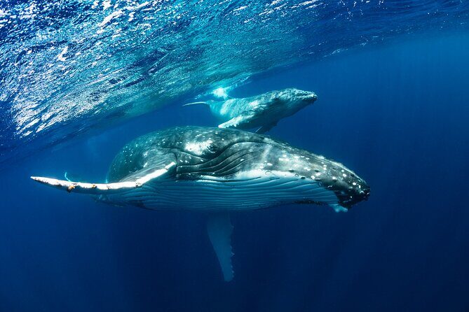 Whale watching DE Tahiti Peninsula - Who Will Love This Tour?