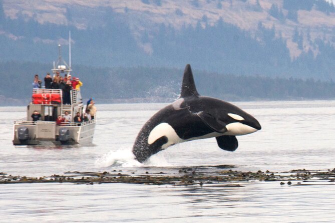 Whale Watching + Deception Pass Tour Review - Exploring Deception Pass State Park