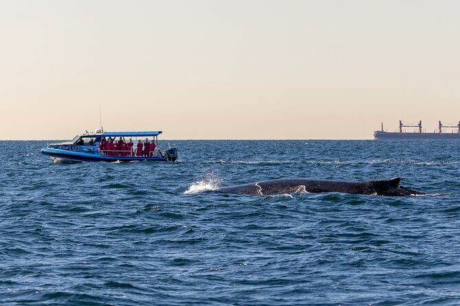 Whale Watching Discovery Tour from Lake Macquarie - An In-Depth Look at the Whale Watching Discovery Tour