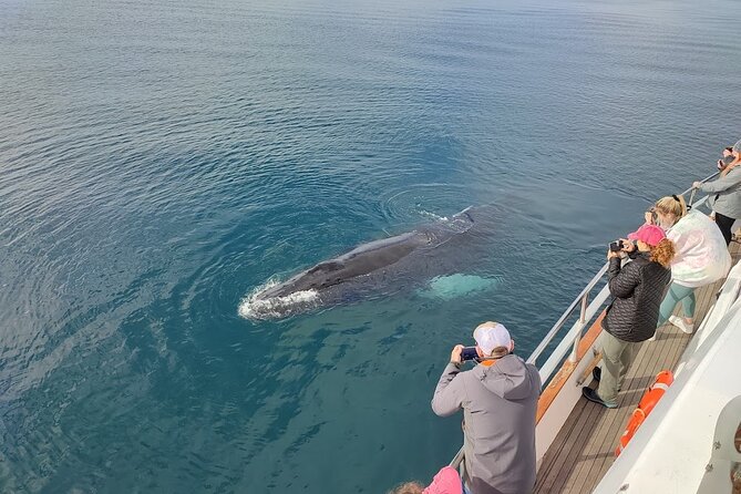 Whale Watching & Dolphin Yacht Cruise - Meeting Point and Check-in