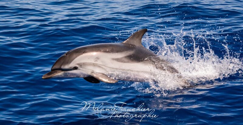 Whale-Watching, Dolphins & Whales From Bandol - Key Points
