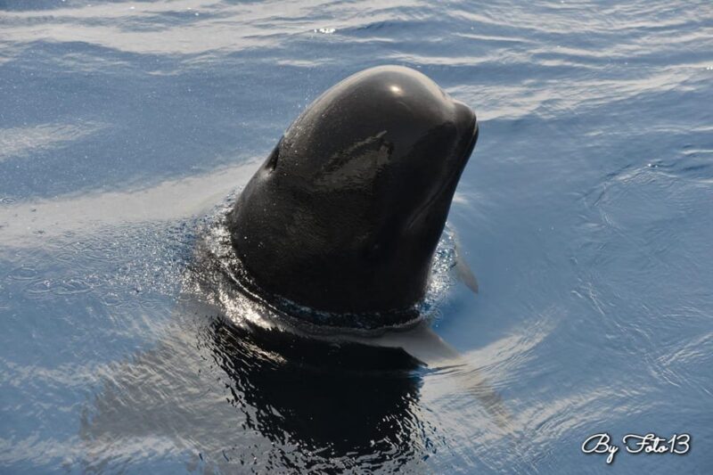 Whale-Watching, Dolphins & Whales From Bandol - Wildlife Experience
