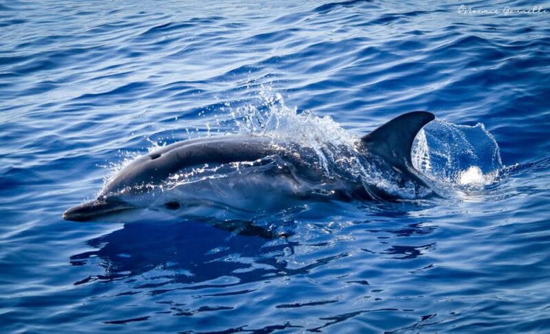 Whale-Watching, Dolphins & Whales From Bandol - Capturing Memories of the Voyage