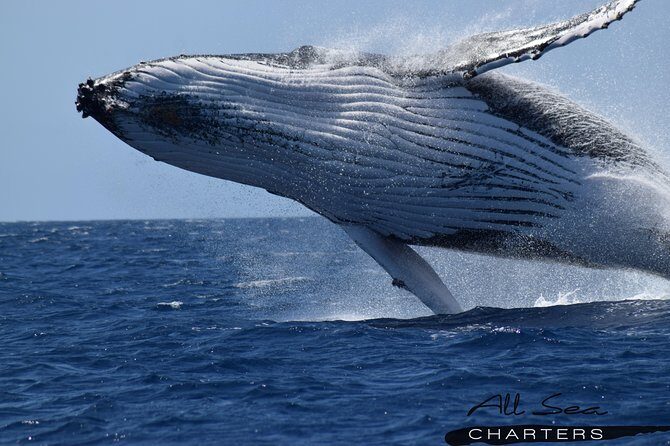 Whale Watching Dunsborough - Analyzing the Experience: What You Can Expect